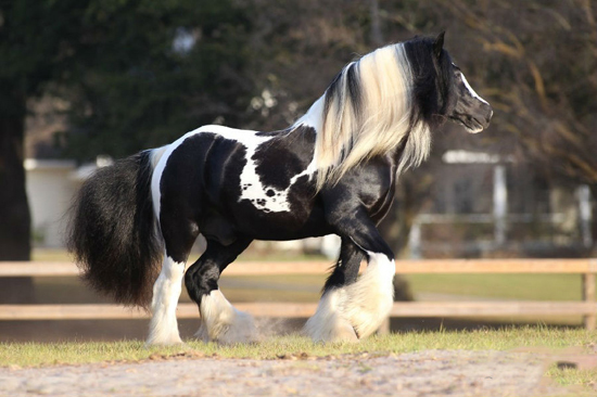 Los diez caballos más bonitos del mundo 