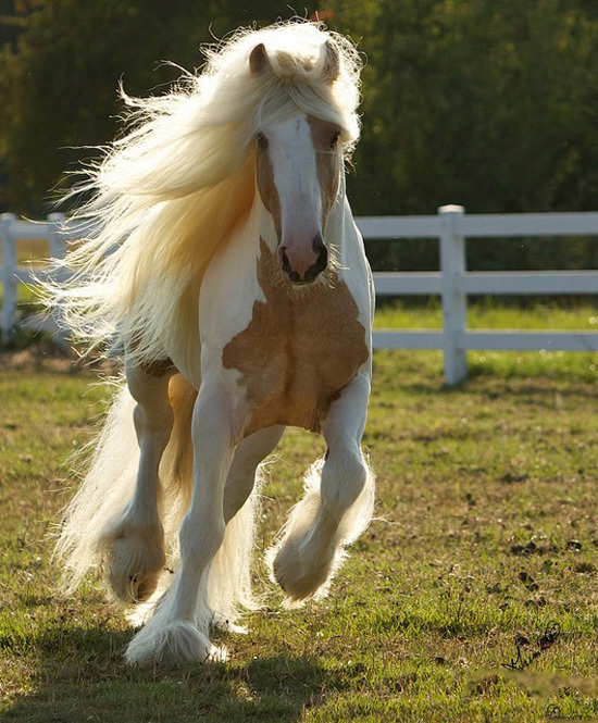 Los diez caballos más bonitos del mundo 