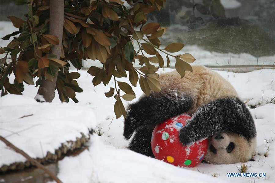 Oso panda juega en la nieve en el Parque Zoológico de Xi'an Qinling