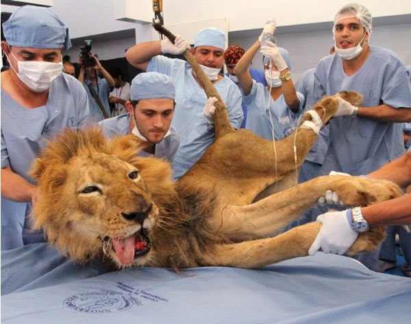 ¡Qué valientes los veterinarios!