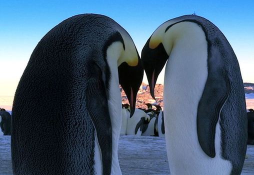 Fotos impresionantes de pingüinos emperador 1