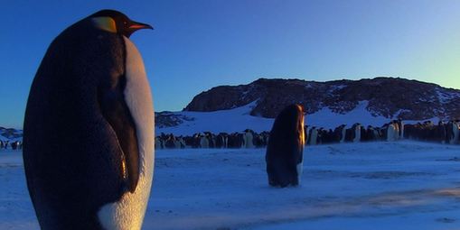 Fotos impresionantes de pingüinos emperador 2
