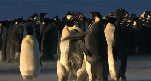 Fotos impresionantes de pingüinos emperador 3