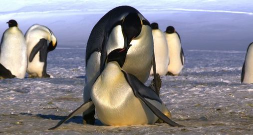 Fotos impresionantes de pingüinos emperador 4