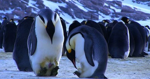Fotos impresionantes de pingüinos emperador 5