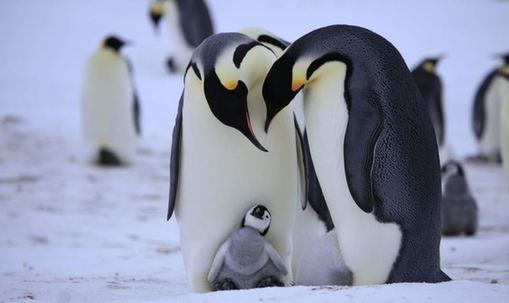 Fotos impresionantes de pingüinos emperador 7
