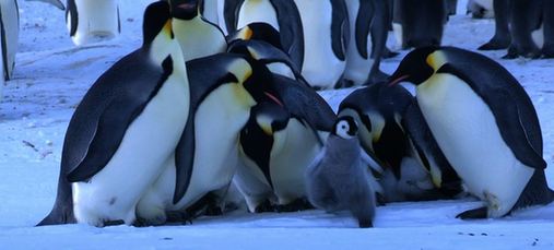 Fotos impresionantes de pingüinos emperador 8