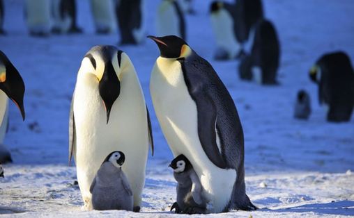 Fotos impresionantes de pingüinos emperador 9