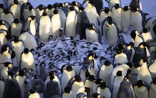 Fotos impresionantes de pingüinos emperador 10