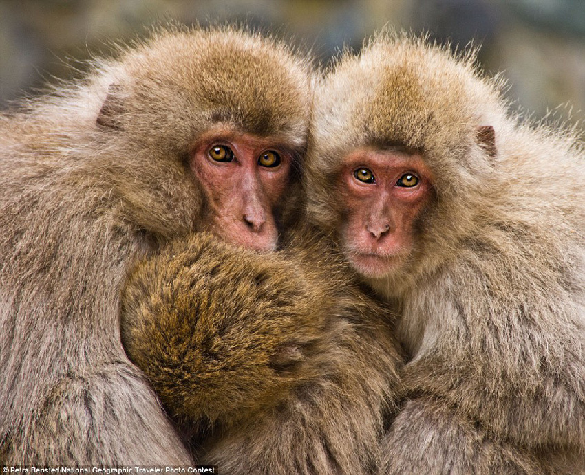Fotos graciosas de los animales en el ‘Concurso National Geographic Traveler’