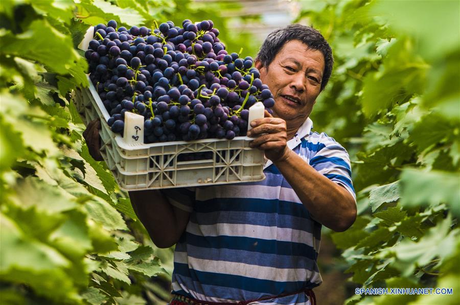 CHINA-HEBEI-CULTIVO-UVAS