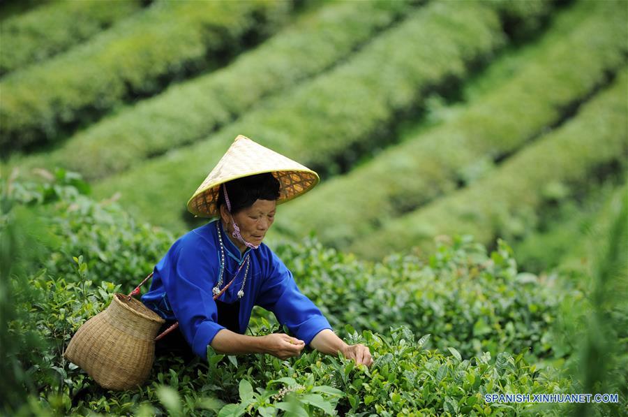 CHINA-GUIZHOU-CULTIVO-TE