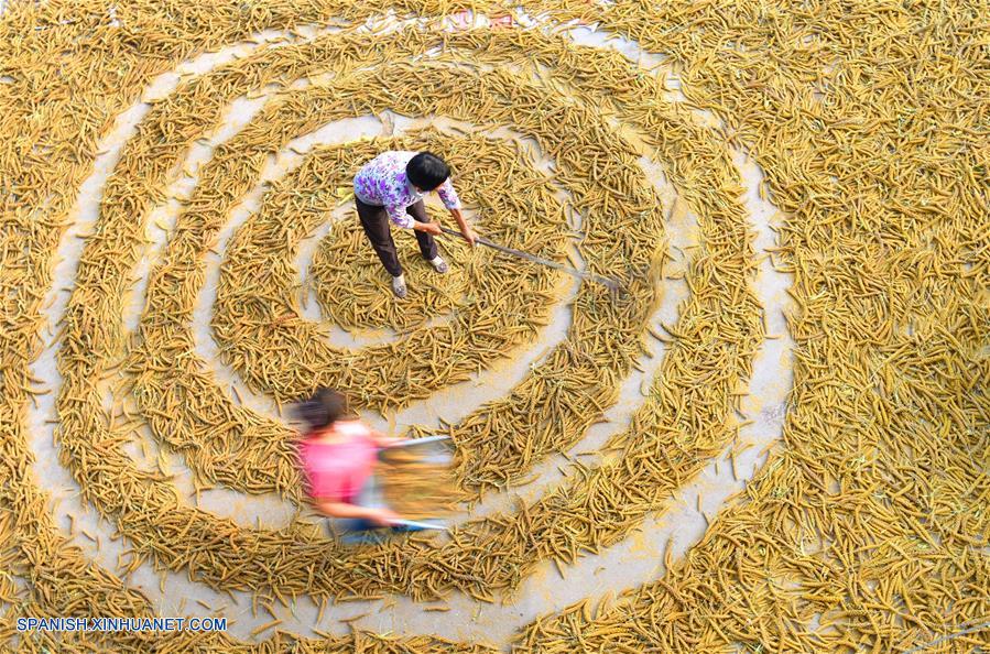 CHINA-SHANDONG-OTOÑO-TRABAJO AGRICOLA  