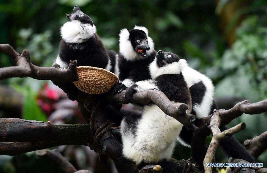 CHINA-GUANGDONG-CHIMELONG-LEMUR DE COLLAR-TRILLIZOS