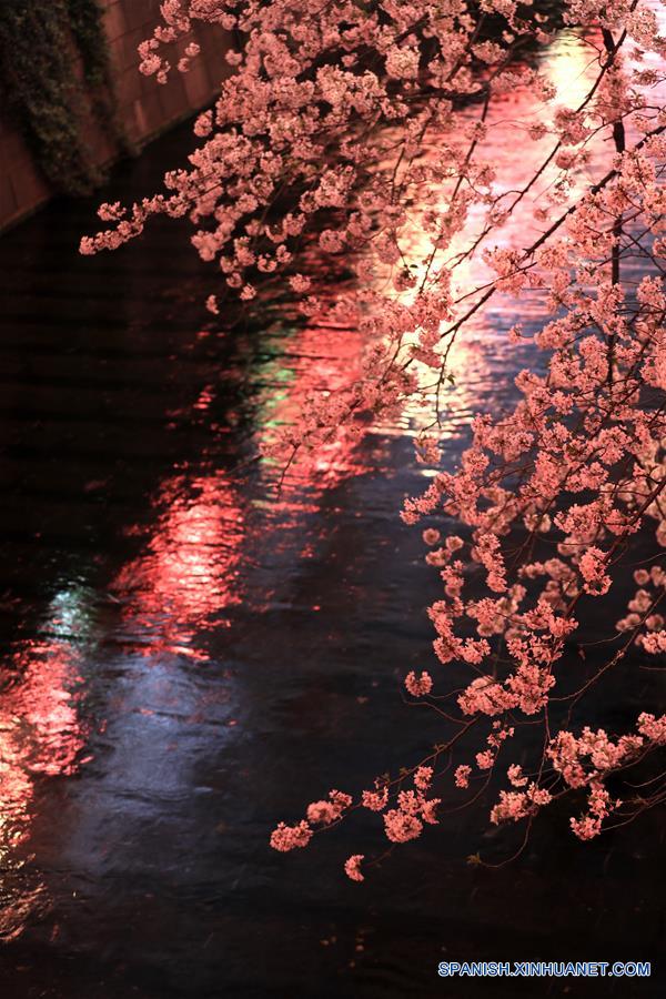 （国际）（4）东京目黑川两岸樱花盛开