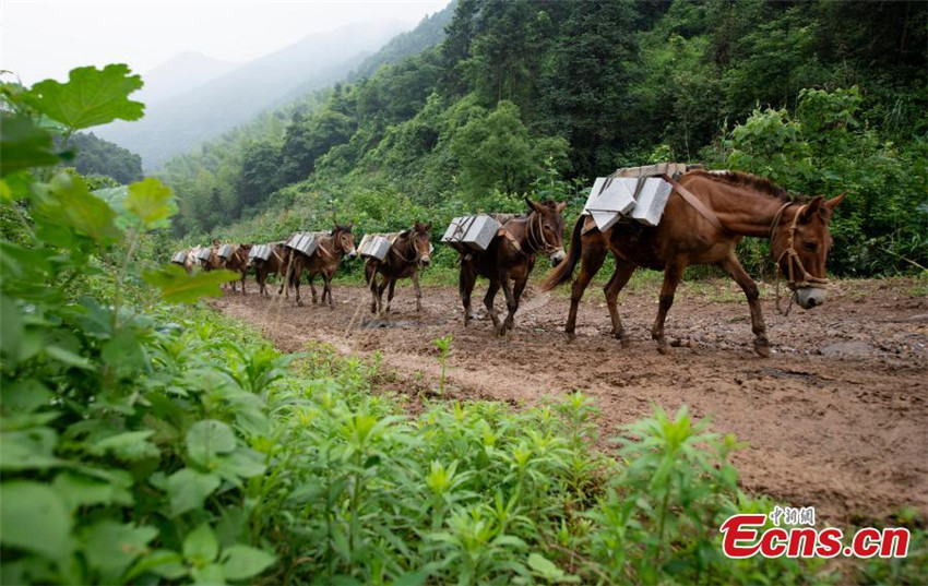 Caravana de caballos y mulas en Jiangxi Spanish.china .cn