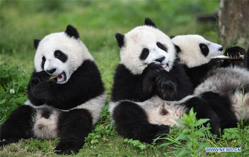 los pandas solo viven en china