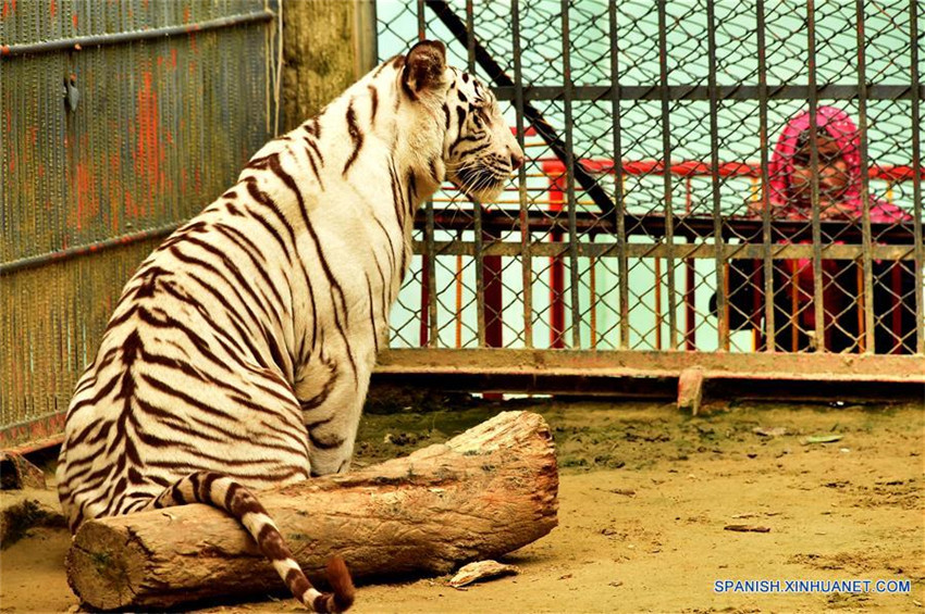 4 Fotos 1 Palabra Tigre Delfines