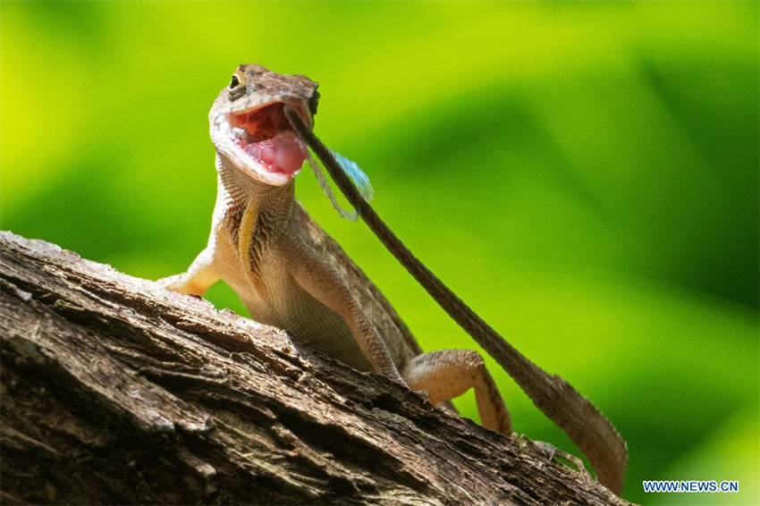 Anolis pardo en Jardines de la Bahía en Singapur_Spanish.china.org.cn