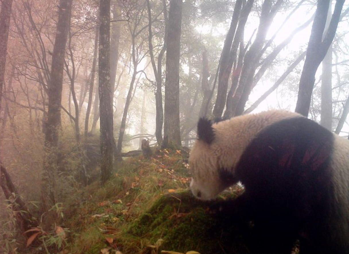 Pandas gigantes silvestres madre y cachorro avistados por cámara en