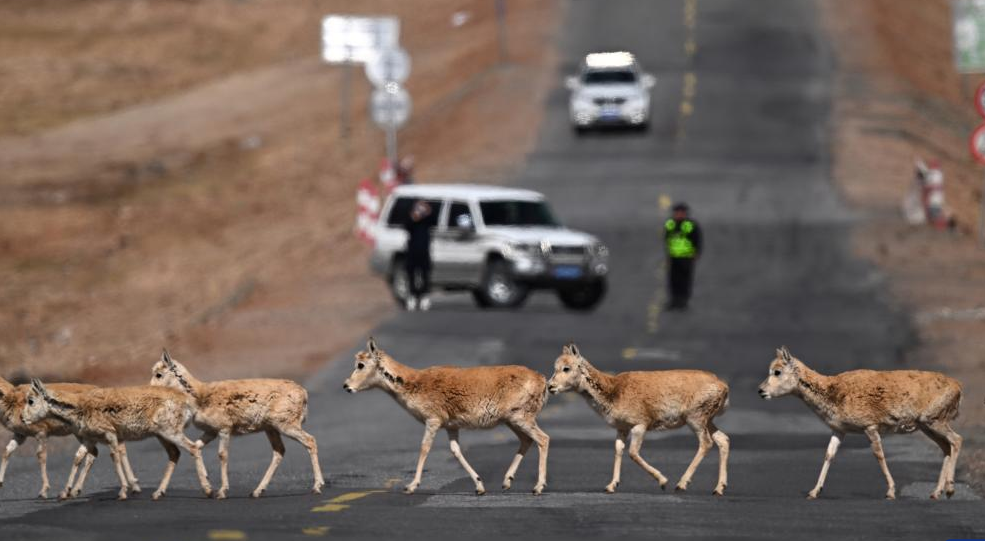 m-s-ant-lopes-tibetanas-migran-a-hoh-xil-para-dar-a-luz-spanish-china