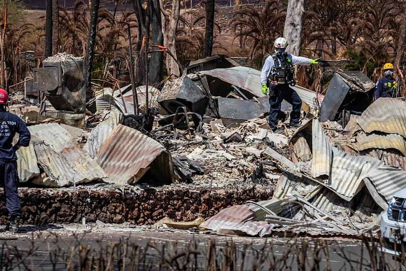 Número De Muertos Por Incendios Forestales En Hawái Asciende A 106cn中国最权威的 8305