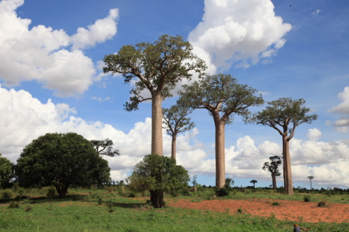 Baobab trees in Madagascar. There are eight species of Baobab, six native to Madagascar, one native to mainland Africa and one native to Australia. The trees can grow up to 30 meters high and some individual trees are thought to be over one thousand years old. [Yan Xiaoqing/China.org.cn]