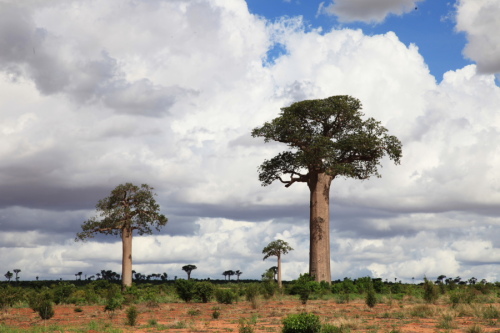 Baobab trees in Madagascar. There are eight species of Baobab, six native to Madagascar, one native to mainland Africa and one native to Australia. The trees can grow up to 30 meters high and some individual trees are thought to be over one thousand years old. [Yan Xiaoqing/China.org.cn]