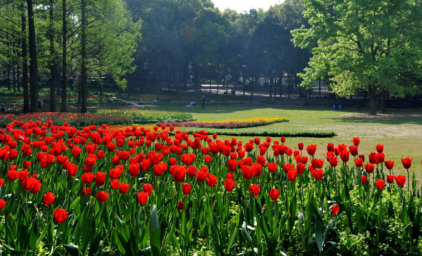 The photo taken on April 10 in Wuhan, Hubei Province shows a garden flames with red tulips. [Xiaoyong/China.org.cn]