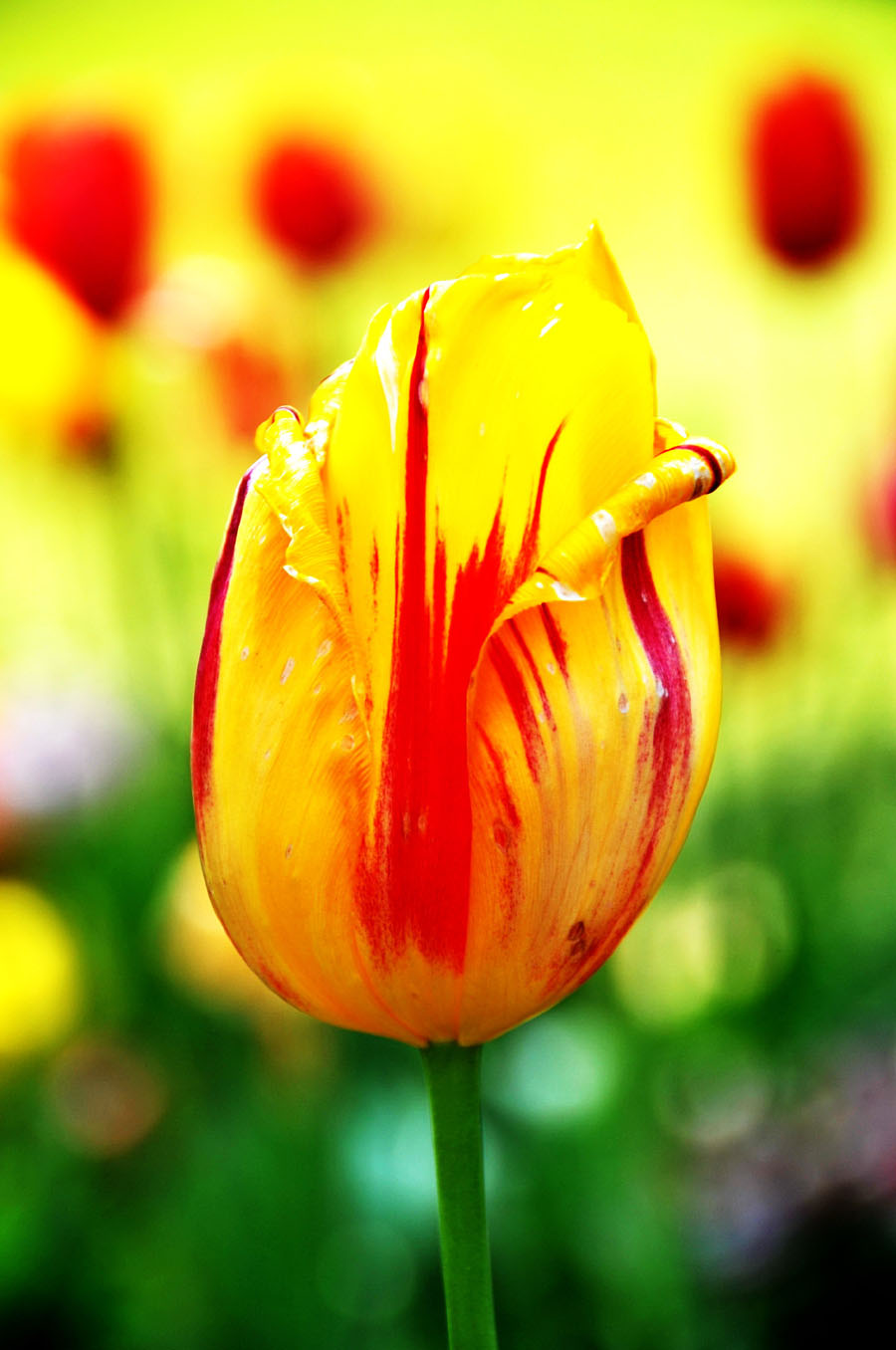 The photo taken on April 10 in Wuhan, Hubei Province shows a tulip grows large brightly-colored cup-shaped flower.[Xiaoyong/China.org.cn]