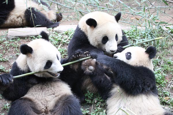 Doubling Down — All the Pretty Pandas