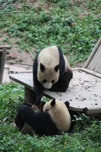 Two pandas play in BiFeng Gorge Base in Ya&apos;an, Southwest China&apos;s Sichuan Province, June 6, 2009. [Guoliang/China.org.cn]