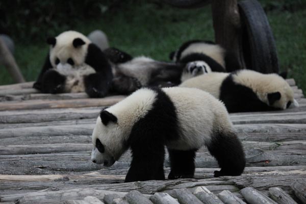 pandas in BiFeng Gorge Base in Ya&apos;an, Southwest China&apos;s Sichuan Province, June 6, 2009. [Guoliang/China.org.cn]