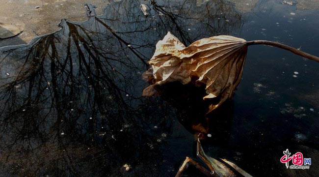 Photo taken on Dec. 7, 2008 shows a piece of dead leaf was frozen by ice after falled into Binhe lake in Mentougou district, Beijing. [Peng Wei/China.org.cn]
