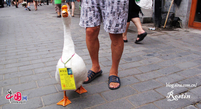 Photo taken on July 25 shows a duck with a label in Nanluoguxiang. [Rostin/China.org.cn]