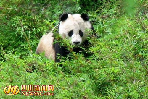 Tangjiahe Nature Reserve, one of the &apos;top 10 panda habitats in China&apos; by China.org.cn.