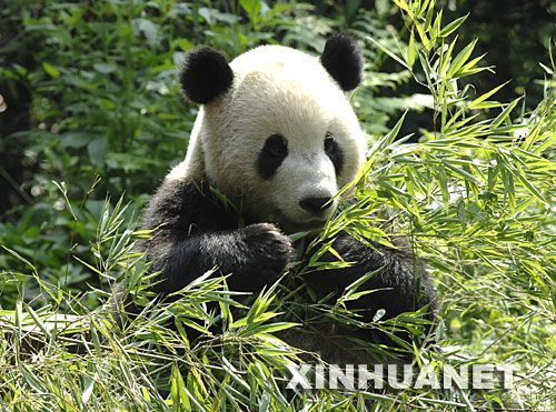 Sichuan Bifengxia Panda Breeding Base, one of the &apos;top 10 panda habitats in China&apos; by China.org.cn.