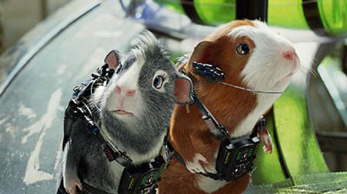 Guinea pigs,one of the &apos;Top 10 animal astronauts in space&apos; by China.org.cn.