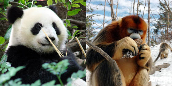 Top 10 most endangered animals in China 