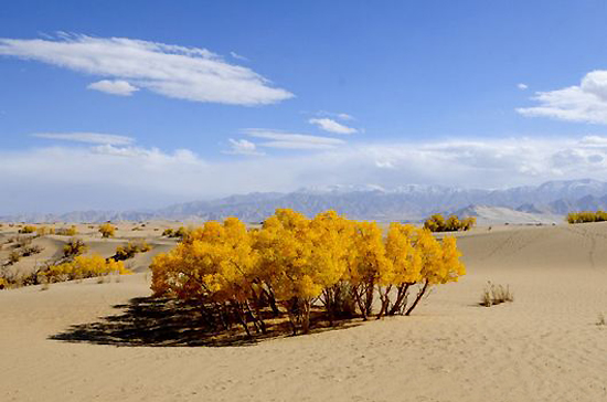 Golmud Diversifolious Poplar Forest, one of the &apos;top 10 attractions in Qinghai, China&apos; by China.org.cn.