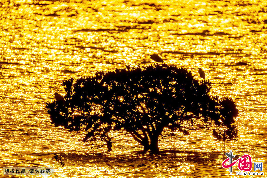 Located in Shenzhen Bay near the southern end of Futian district, Mangrove National Park was set up as a provincial reserve in October 1984, and was recognized as a state natural reserve by the State Council in 1988. 