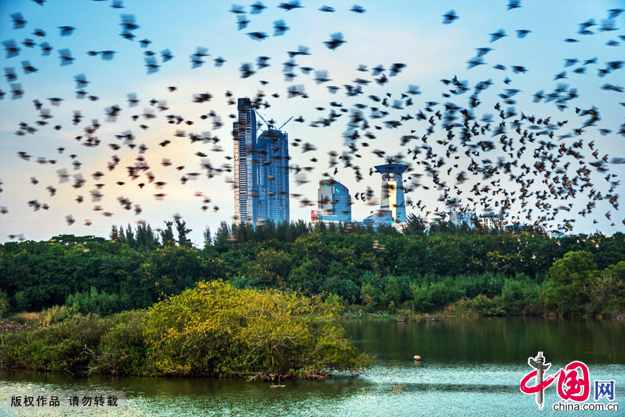 Located in Shenzhen Bay near the southern end of Futian district, Mangrove National Park was set up as a provincial reserve in October 1984, and was recognized as a state natural reserve by the State Council in 1988. 