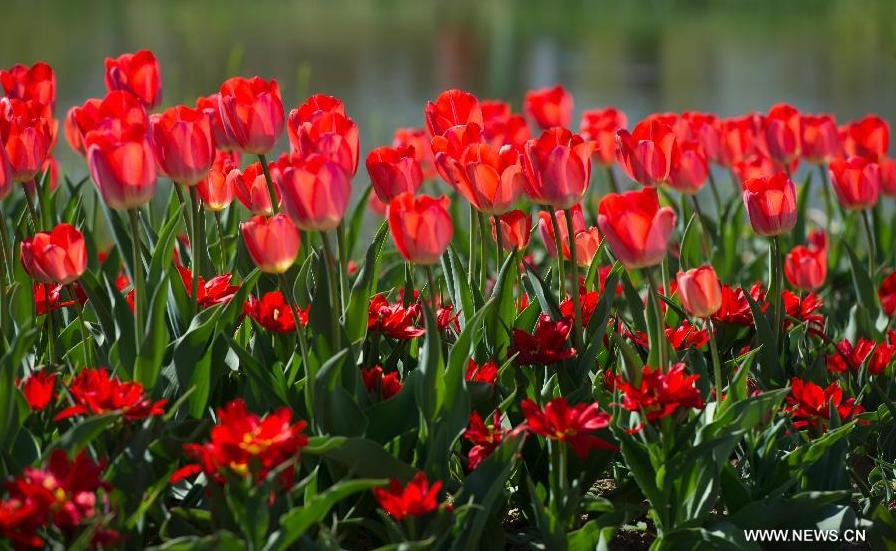 Tulip blossom at the Beijing International Flower Port in Beijing, capital of China, April 29, 2013. A tulip cultural gala was held here, presenting over 4 million tulips from more than 100 species.