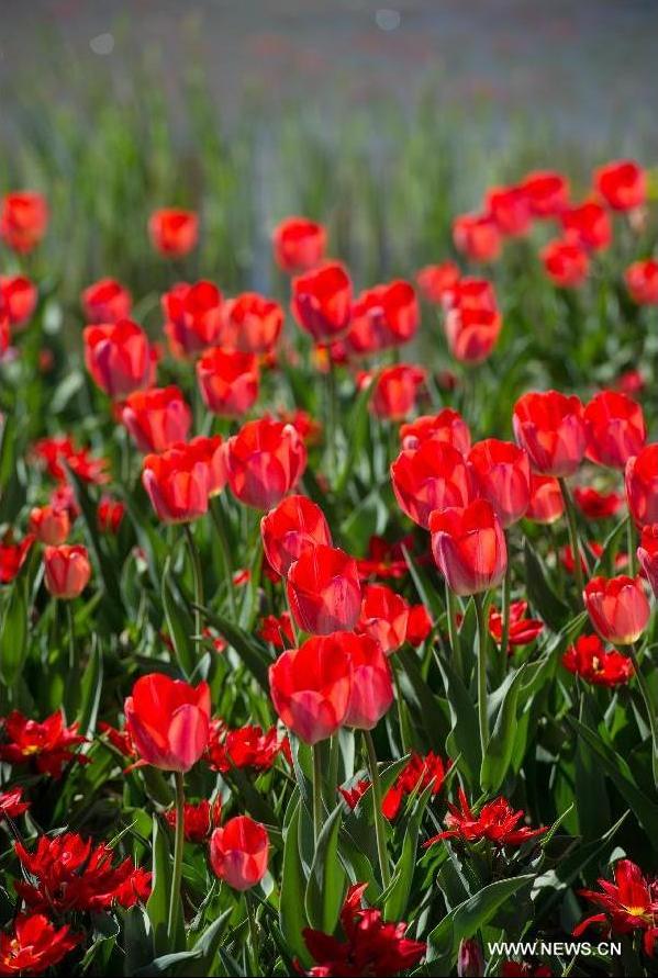 Tulip blossom at the Beijing International Flower Port in Beijing, capital of China, April 29, 2013. A tulip cultural gala was held here, presenting over 4 million tulips from more than 100 species.