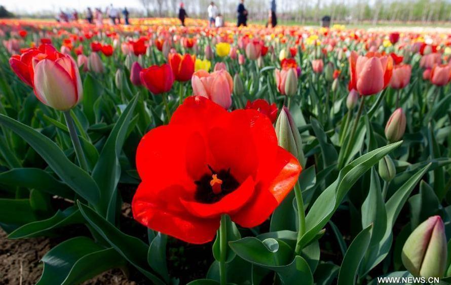 Tulip blossom at the Beijing International Flower Port in Beijing, capital of China, April 29, 2013. A tulip cultural gala was held here, presenting over 4 million tulips from more than 100 species.