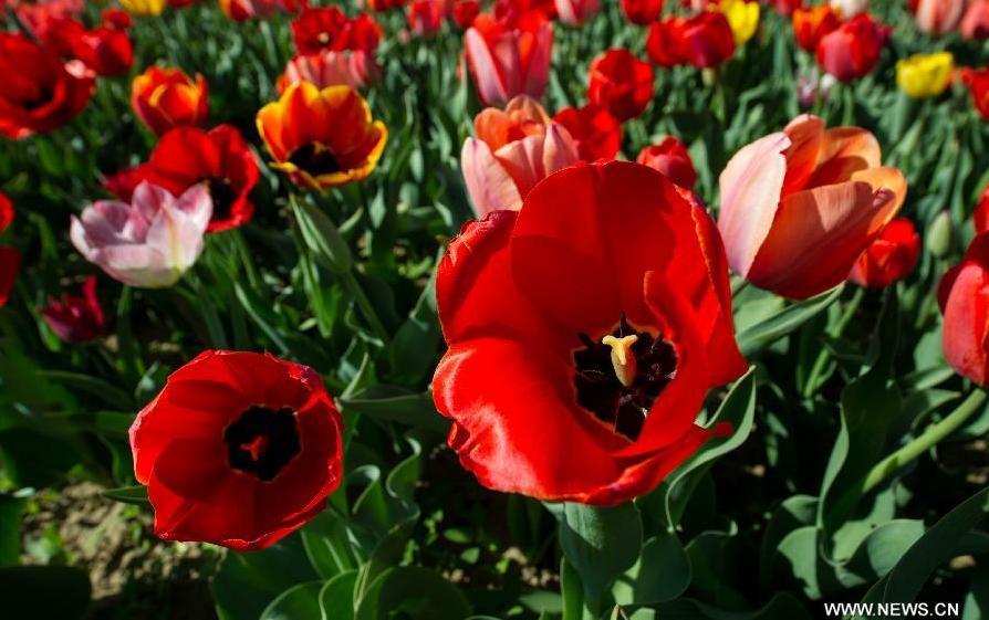 Tulip blossom at the Beijing International Flower Port in Beijing, capital of China, April 29, 2013. A tulip cultural gala was held here, presenting over 4 million tulips from more than 100 species.