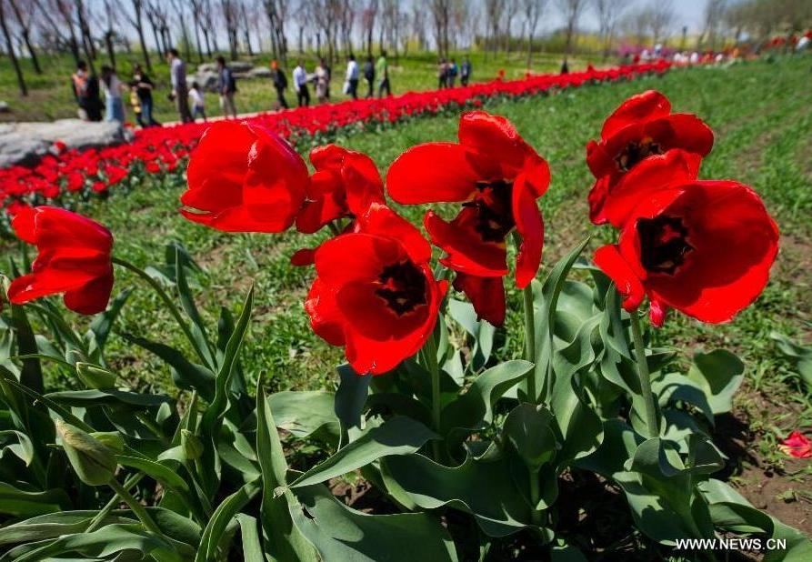 Tulip blossom at the Beijing International Flower Port in Beijing, capital of China, April 29, 2013. A tulip cultural gala was held here, presenting over 4 million tulips from more than 100 species. 