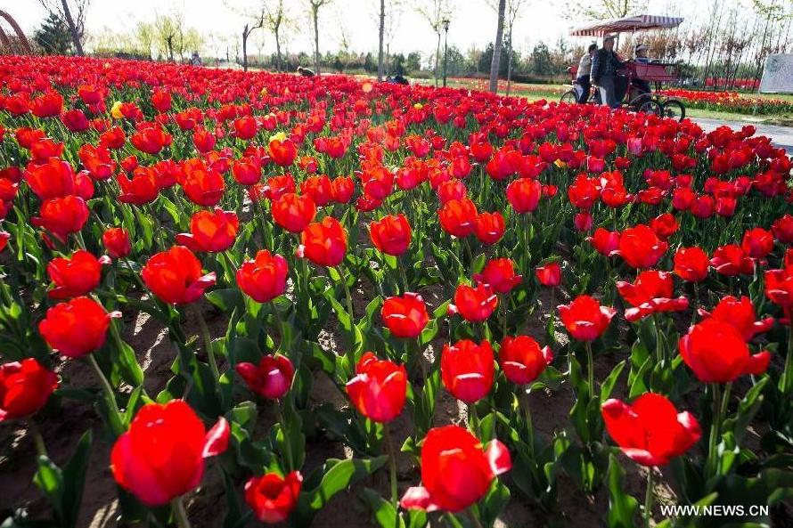 Tulip blossom at the Beijing International Flower Port in Beijing, capital of China, April 29, 2013. A tulip cultural gala was held here, presenting over 4 million tulips from more than 100 species.