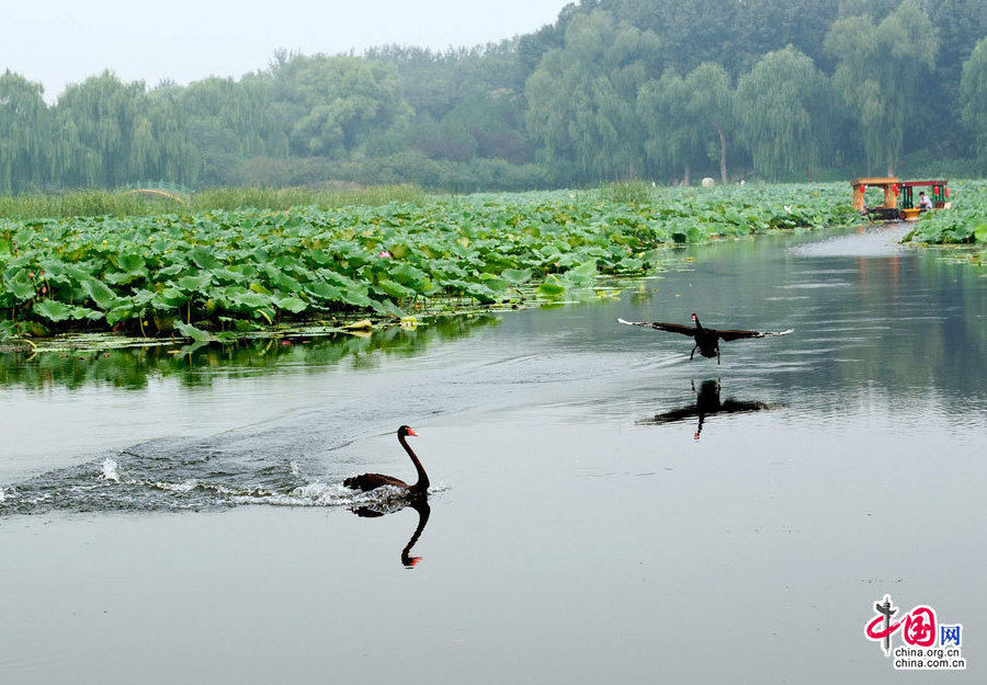 Yuanmingyuan, which extolled as the 'Garden of Gardens', was used to be an imperial summer palace for imperial family. 