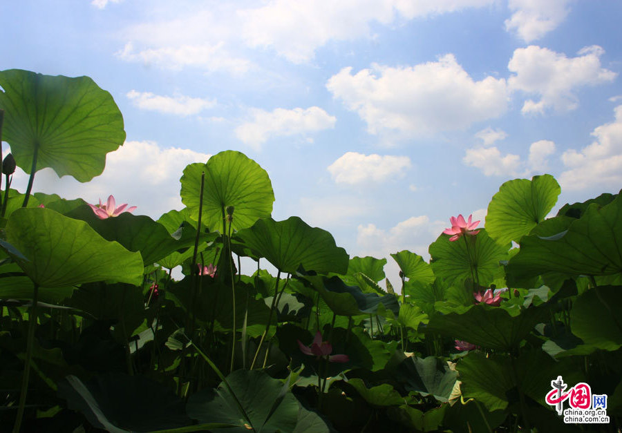 Yuanmingyuan, which extolled as the 'Garden of Gardens', was used to be an imperial summer palace for imperial family. 